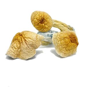 Buy Vietnamese Mushroom Online