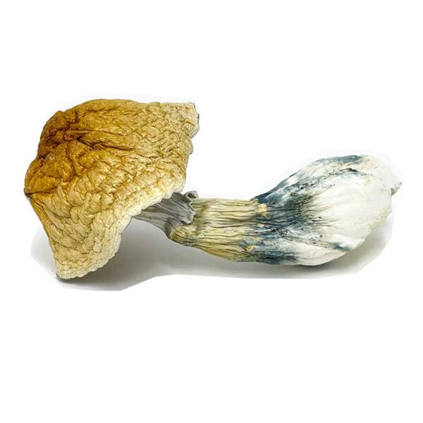 buy African Pyramid mushrooms online