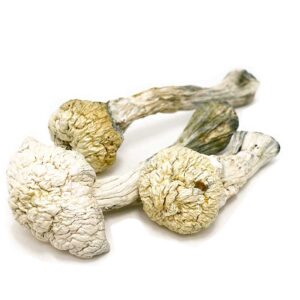 buy Penis Envy mushrooms online
