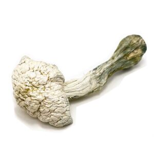 buy Albino Penis Envy mushroom online