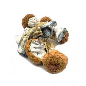 Buy Amazonian Mushroom Online