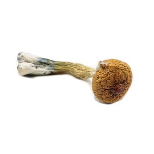 buy British Columbia mushrooms online