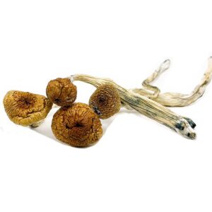 buy Burmese mushrooms online