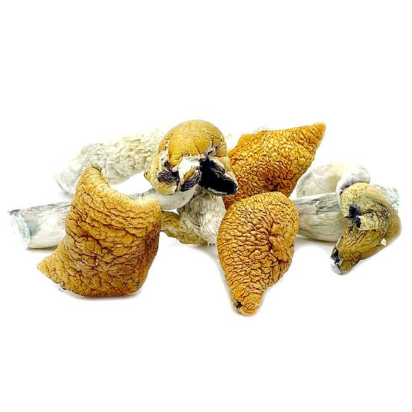 buy Golden Teacher mushrooms online