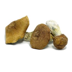 buy Ko Samui Super mushrooms online