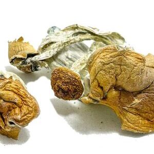 Buy Tri-Colour Ecuadorian Mushrooms Online