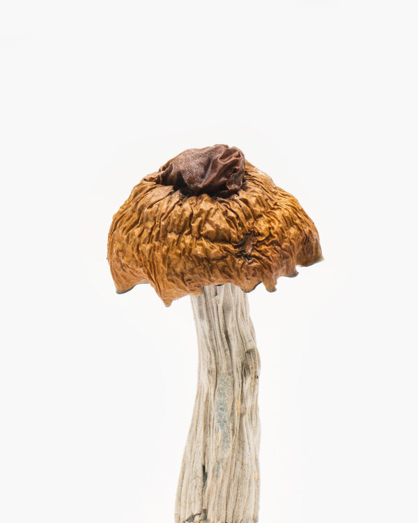 Buy Martinique Mushrooms Online Overnight Delivery