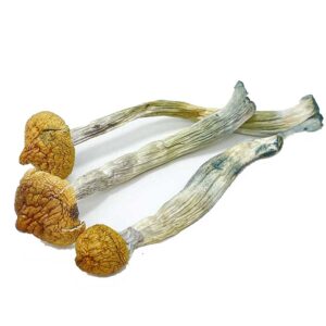 Buy Super Thai Mushrooms Online
