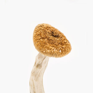 Nepalese Chitwan Mushroom For Sale 