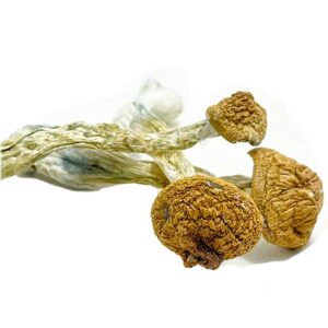 Buy Texas Penis Envy Mushrooms US