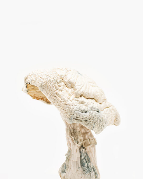 avery albino mushroom