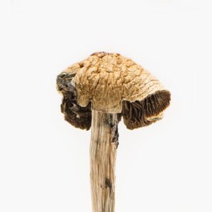 Brazilian Magic Mushrooms