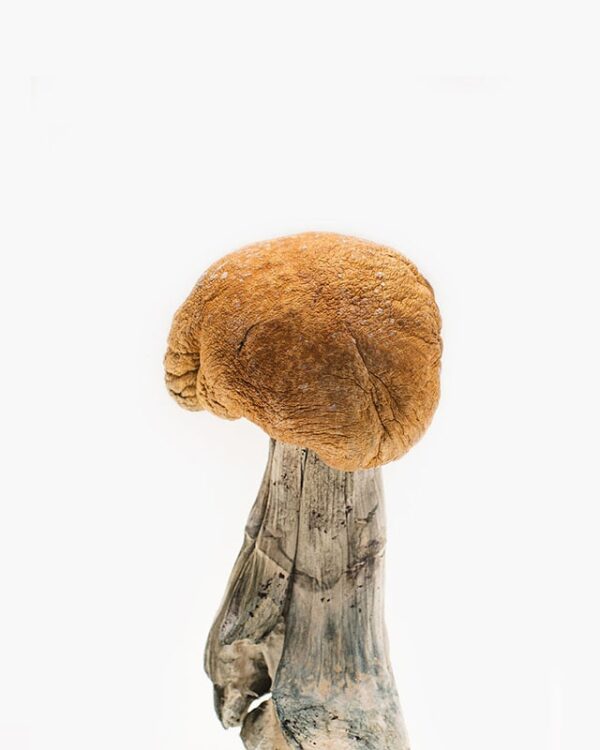 Buy Vietnamese Mushroom Strain Online