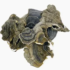 Buy Dried Turkey Tail Mushrooms Online