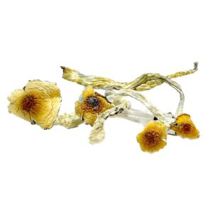 buy Liberty Cap mushrooms online