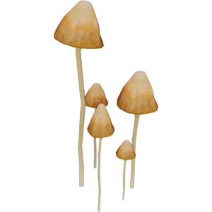 Liberty Cap Mushroom For Sale
