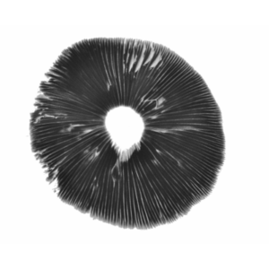 Cambodian psilocybe cubensis spore print