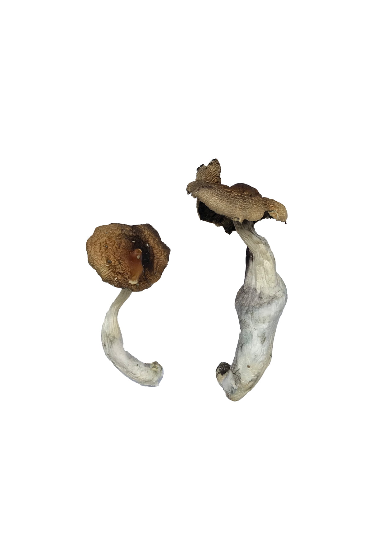 Koh Samui Magic Mushrooms