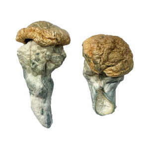Mystery Fatass Magic Mushrooms